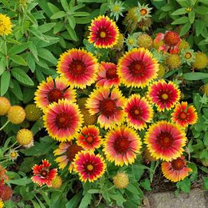 Gaillarde Primavera - Graines d'Exception
